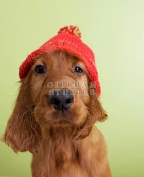 Irish setter puppy wearing red knit hat